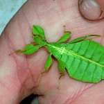 Walkingstick leaf insect
